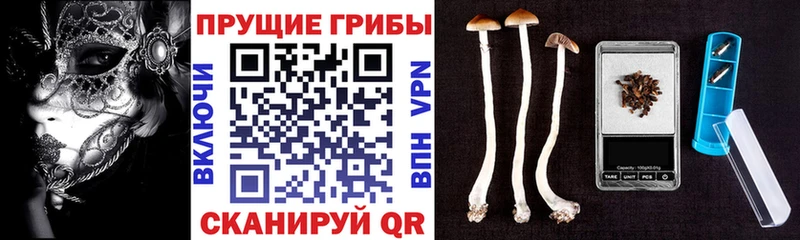 продажа наркотиков Кизилюрт Галлюциногенные грибы Cubensis